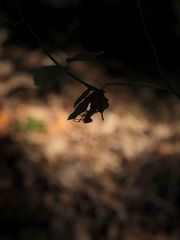 (1) Lichtspiel im Wald ... oder ist da noch was ???