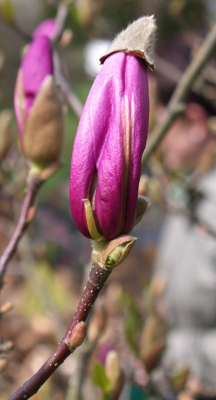 1 lila Magnolienbaumblüte