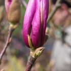 1 lila Magnolienbaumblüte