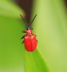 1. Lilienhähnchen