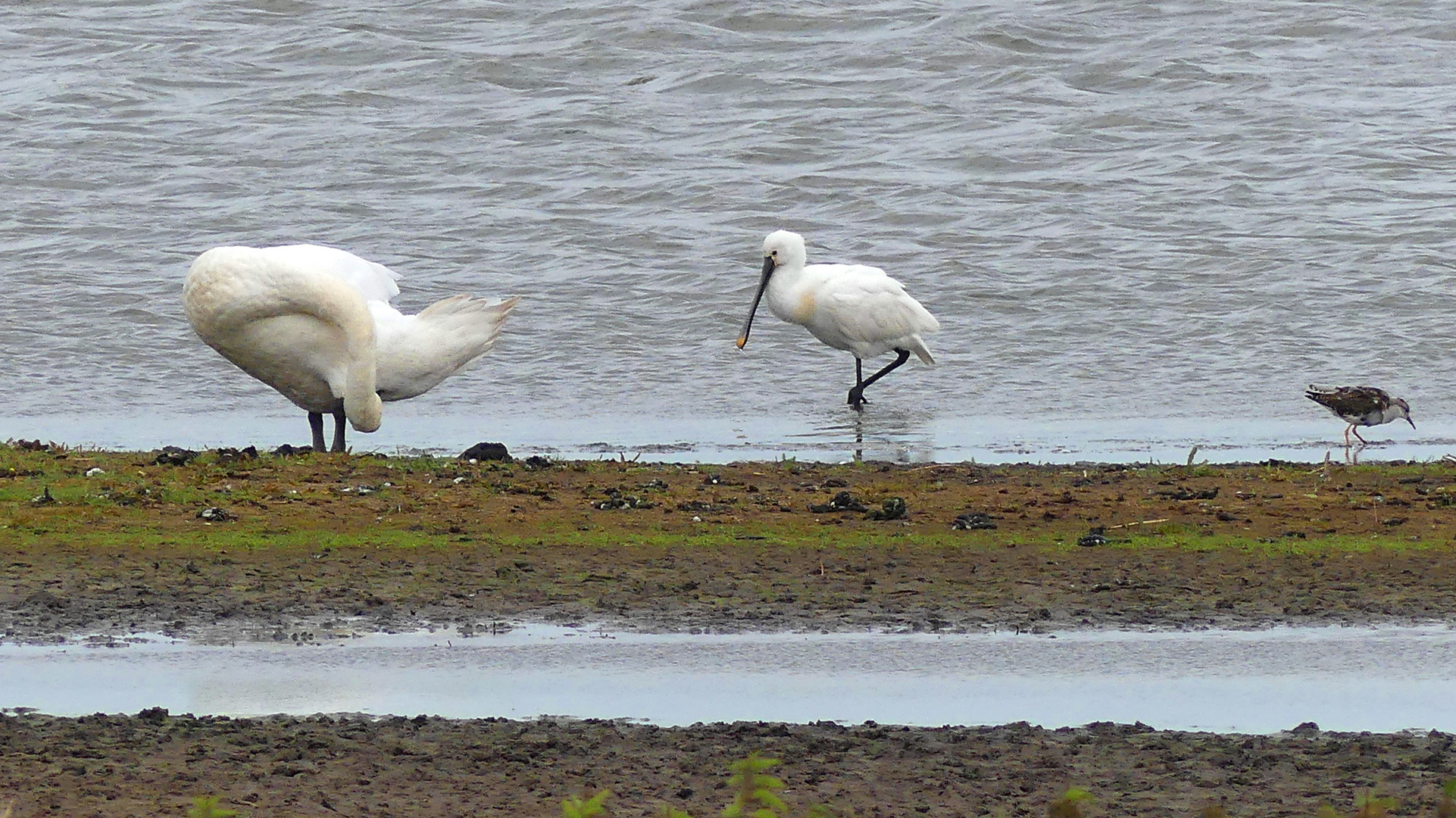 (1) Löffler (Platalea leucorodia)...