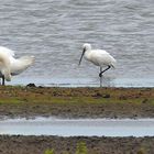 (1) Löffler (Platalea leucorodia)...