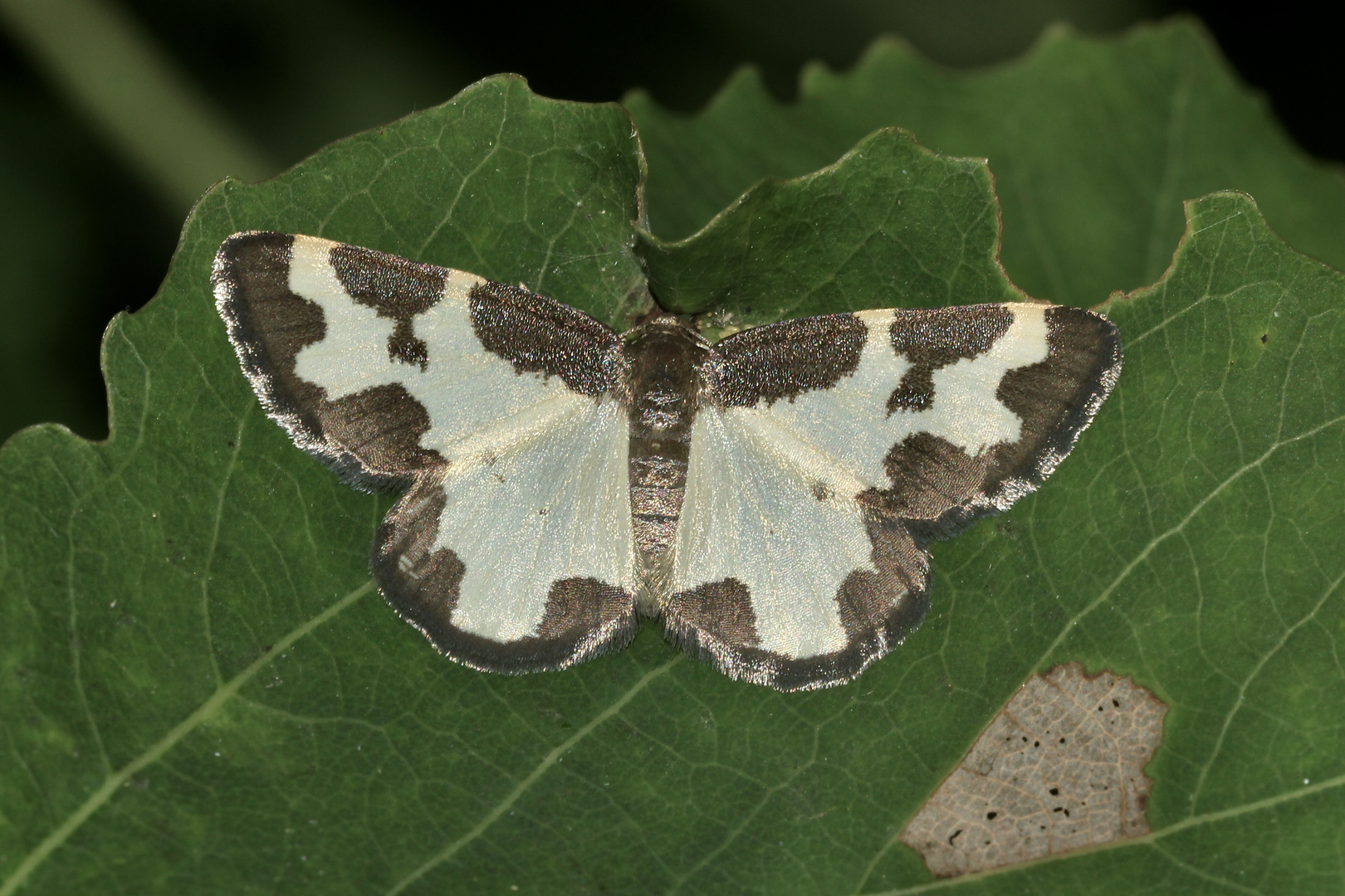 (1) Lomaspilis marginata, der Schwarzrand-Harlekin oder Vogelschmeiß-Spanner