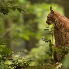 1 Luchs = 1 lm / m²