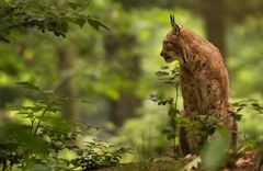 1 Luchs = 1 lm / m²