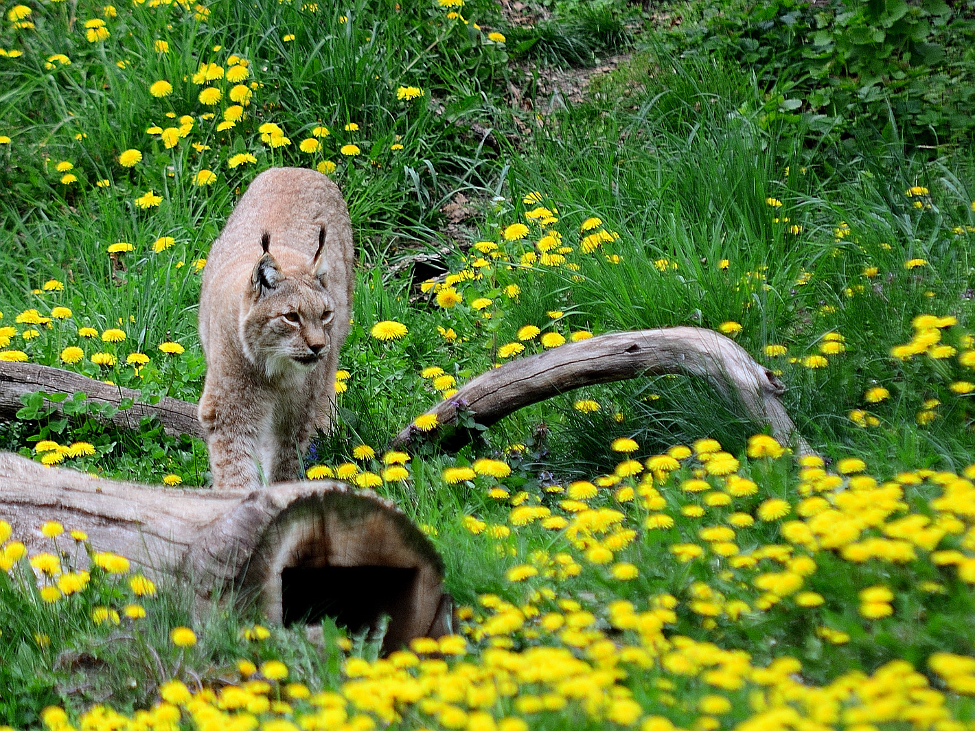 1)  Luchs (Lynx lynx),  Lynx, Lince