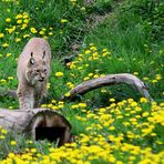 1)  Luchs (Lynx lynx),  Lynx, Lince