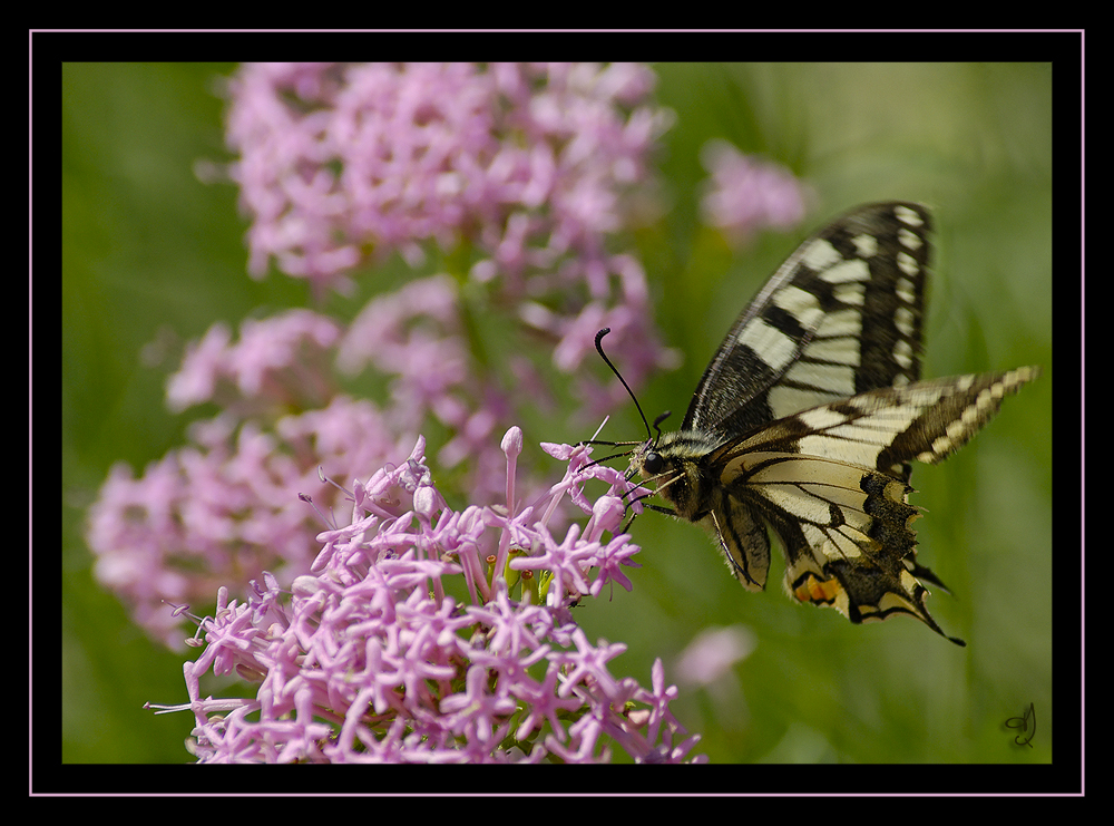 1 Machaon sur Centhrante