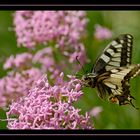 1 Machaon sur Centhrante