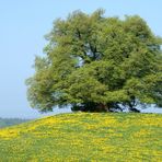 1. Mai an der Zundelbacher Linde