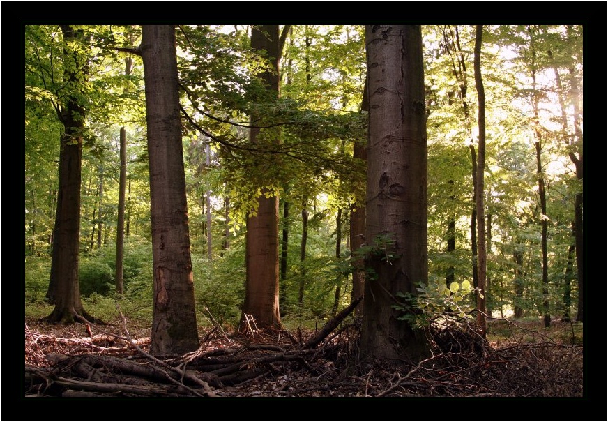 1. Mai Wald