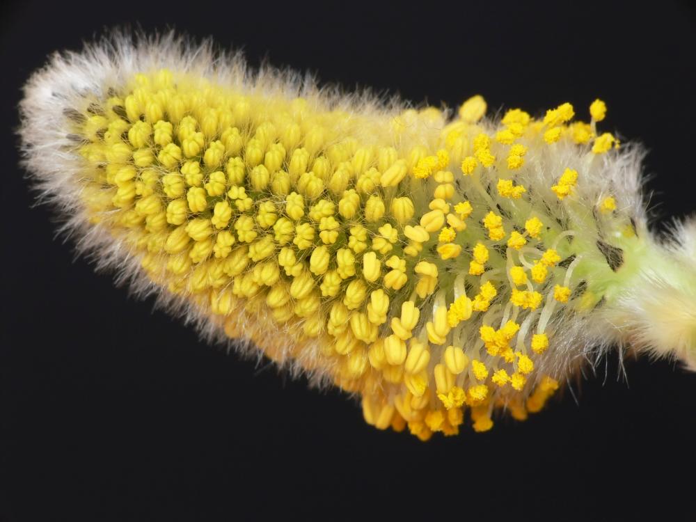 1. Makro eines Weidenkätzchens