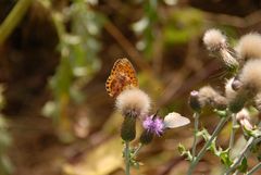 1- Mariposas en La Mussara