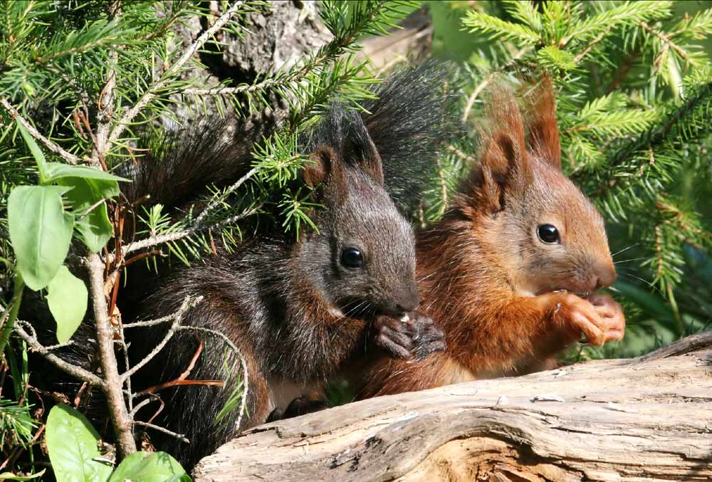 (1) Max und Moritz...