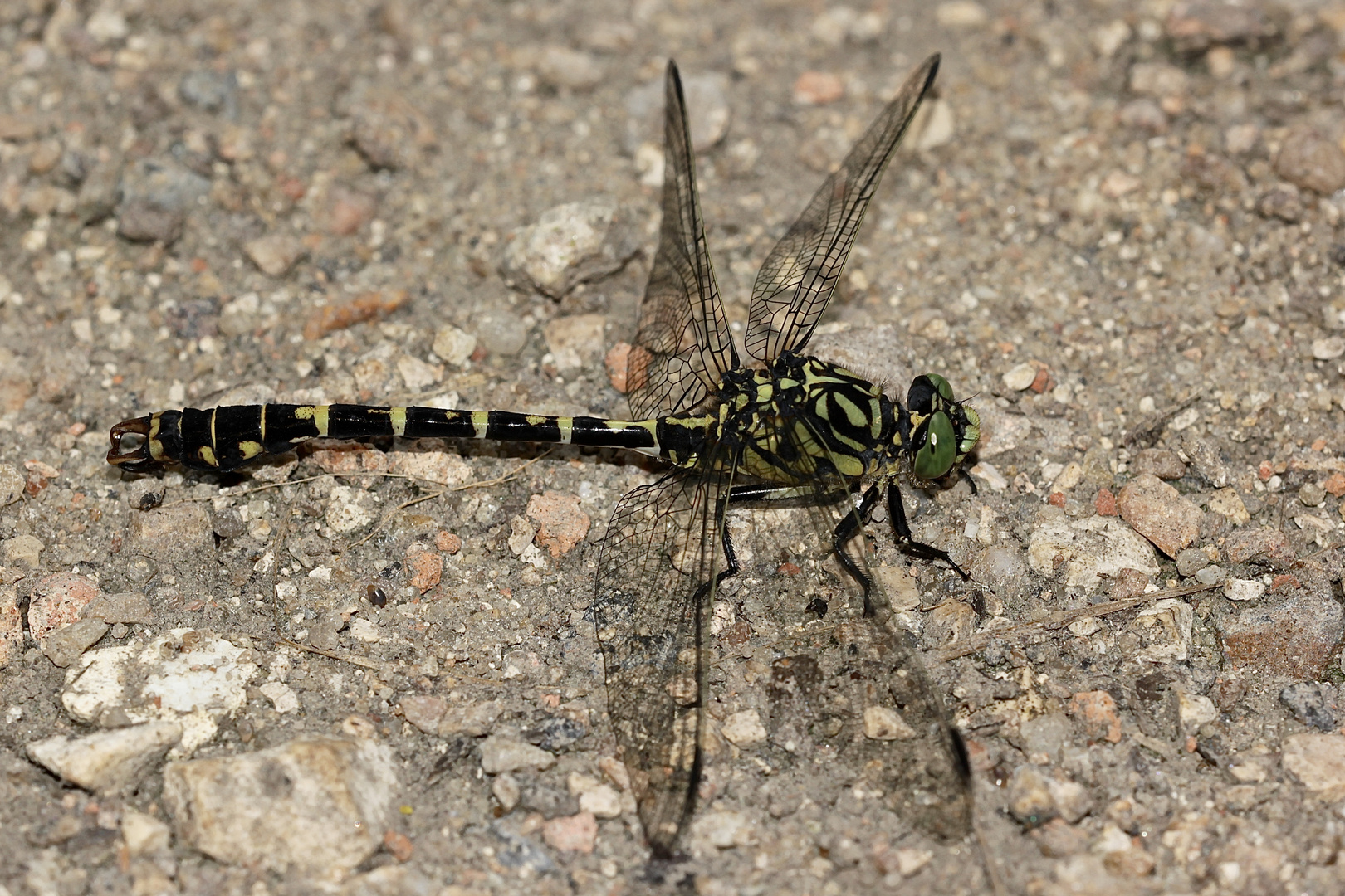 (1) Meine allererste Kleine Zangenlibelle (Onychogomphus forcipatus) ...