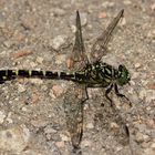 (1) Meine allererste Kleine Zangenlibelle (Onychogomphus forcipatus) ...