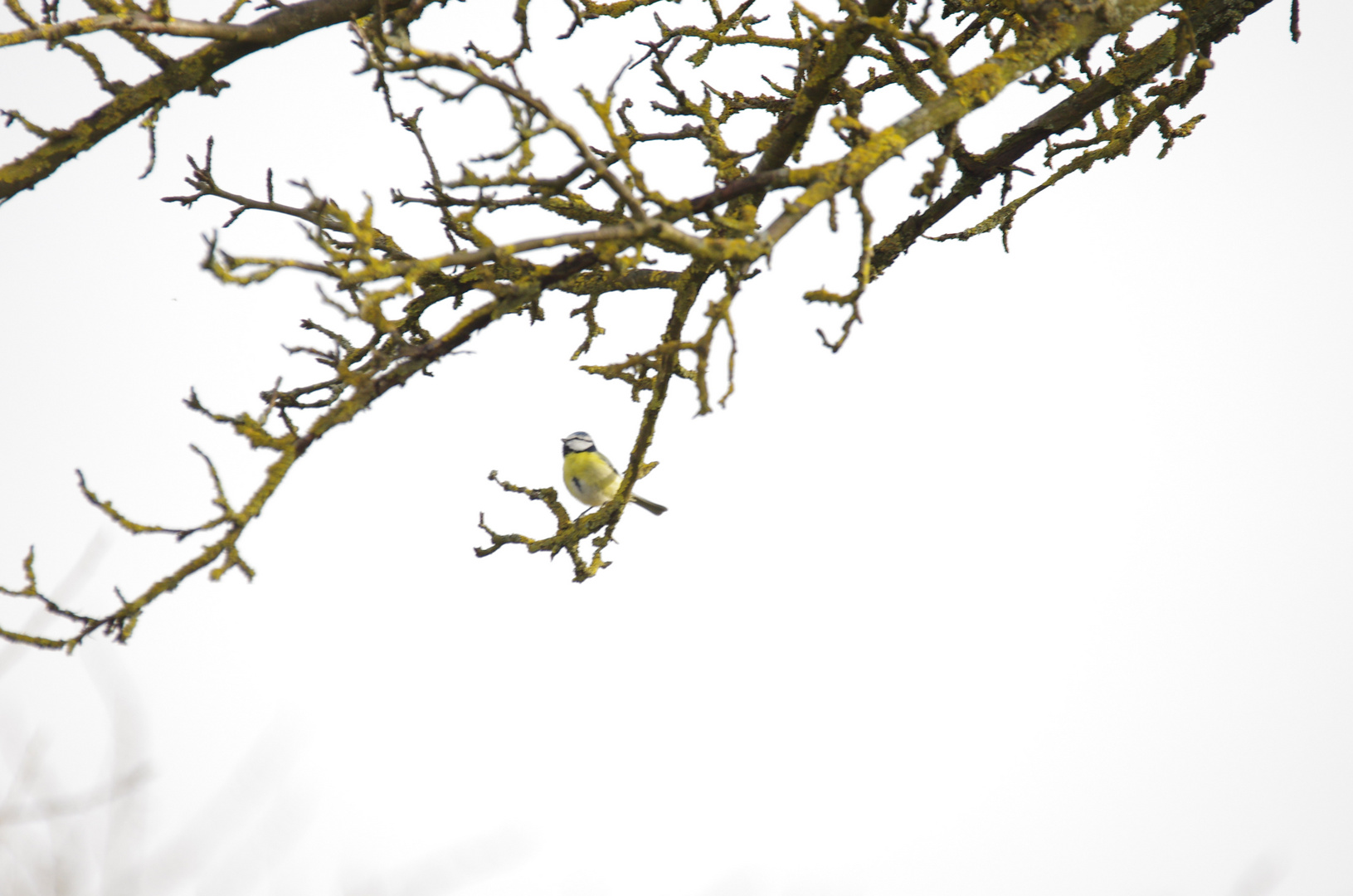 1. Meise mit Sigma 400mm