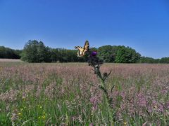 1 Meter über dem Gras und ca. 1,50 Meter von mir entfernt