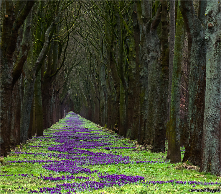 1 Millionen Krokusse