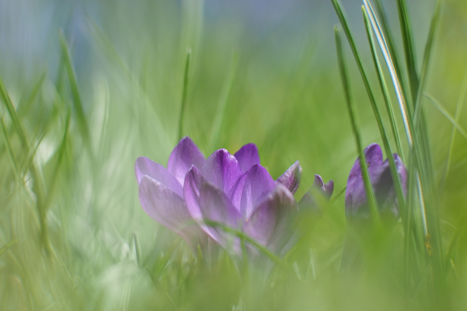 1 Minute vorhin im Garten in die Wiese gelegt