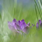 1 Minute vorhin im Garten in die Wiese gelegt