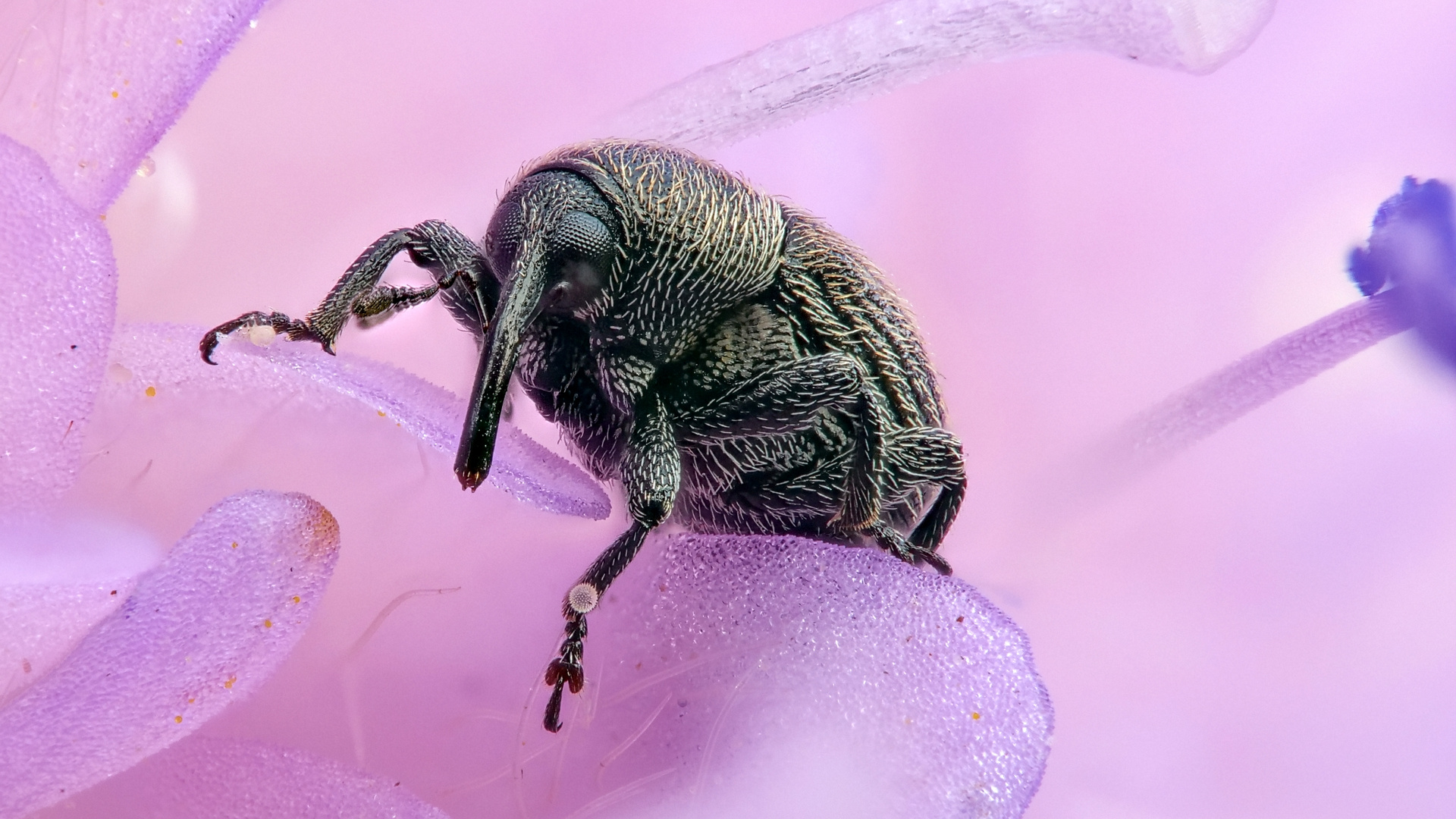 1 mm kleiner Rüsselkäfer in einer Blüte