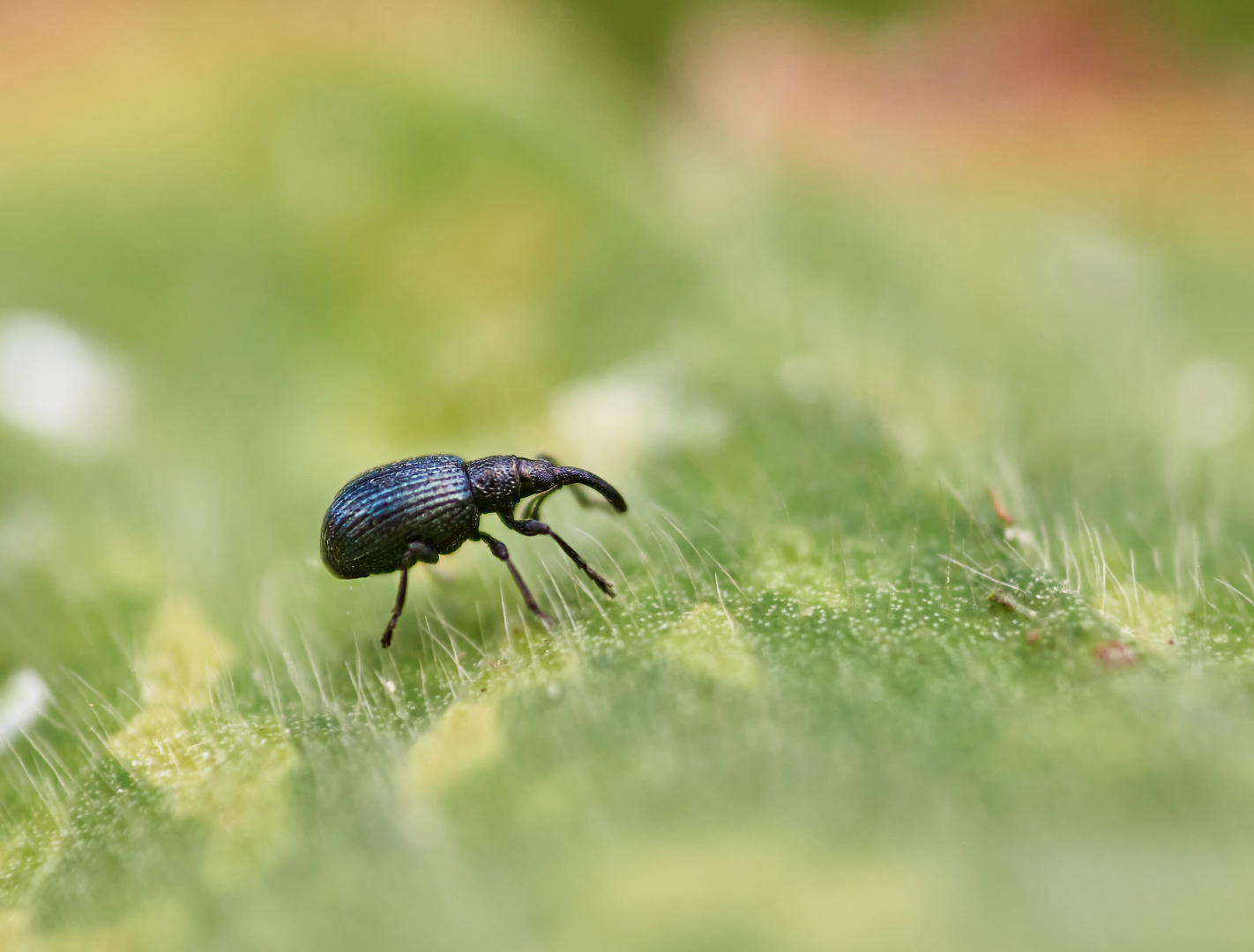 1 mm Rüsselkäfer