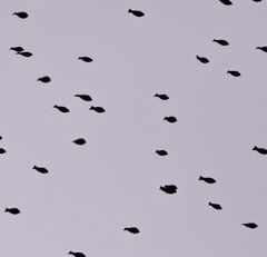 (1) Montagabendrätsel (mit Auflösung:) Vogelschwärme ...