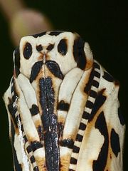 (1) MONTAGNACHMITTAGSRÄTSEL!!! Auflösung: Stürzpuppe des Roten Scheckenfalters (Melitaea didyma).