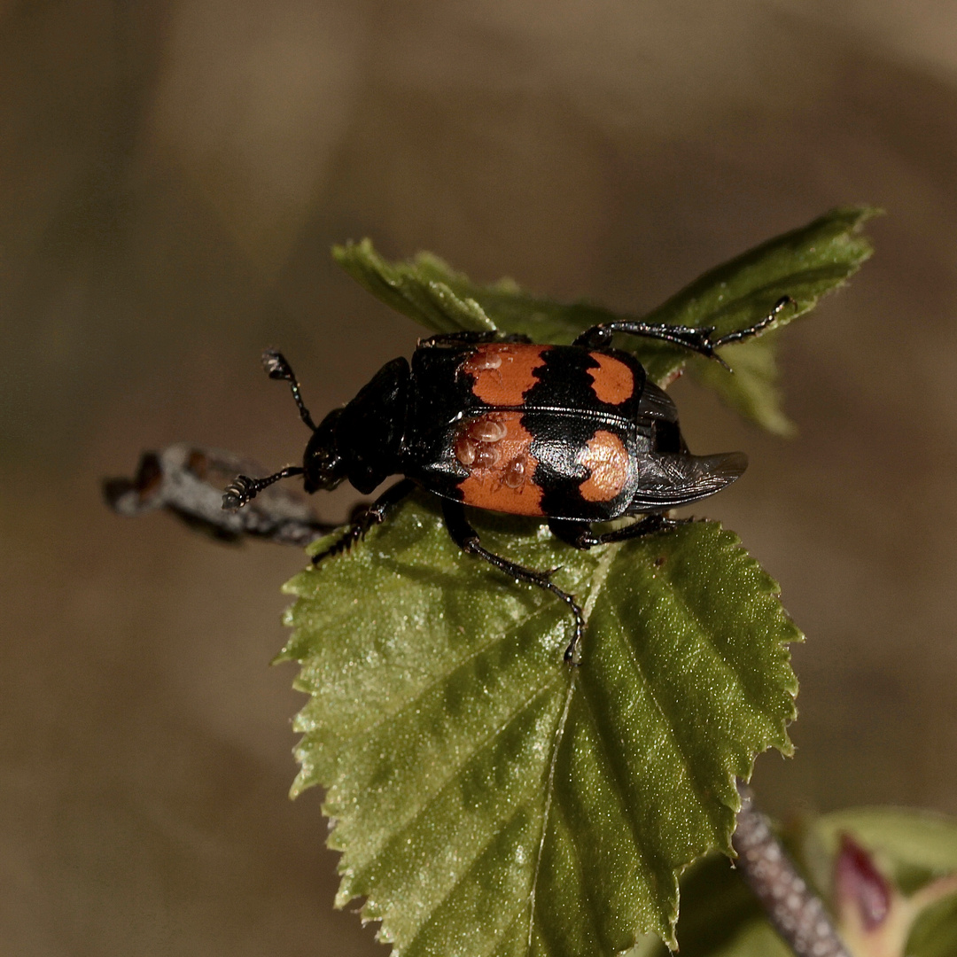 (1) Nicrophorus vespillo, der Gemeine Totengräber, ...