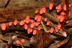 (1) Noch ein feiner, gar nicht häufiger Fund: Der Konische Blutmilchpilz (Lycogala conicum)!