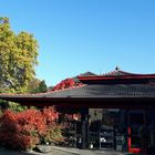 1. November Bonn hinter Nordfriedhof