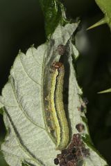 (1) Offenbar die Raupe der Spitzflügligen Kätzcheneule (Orthosia gracilis) ...