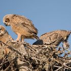 (1) Oh, Muttern säubert das Nest...