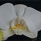 1 Orchideen von Erika