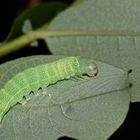 (1) ORTHOSIA CERASI - die RUNDFLÜGLIGE KÄTZCHENEULE