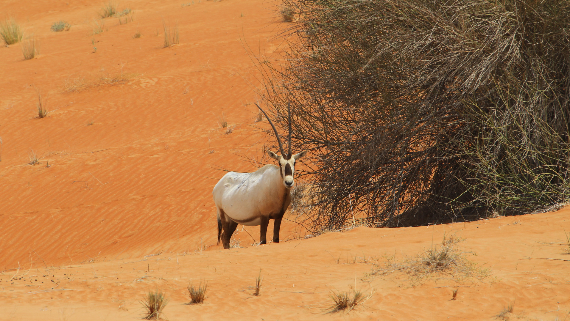 1 Oryx