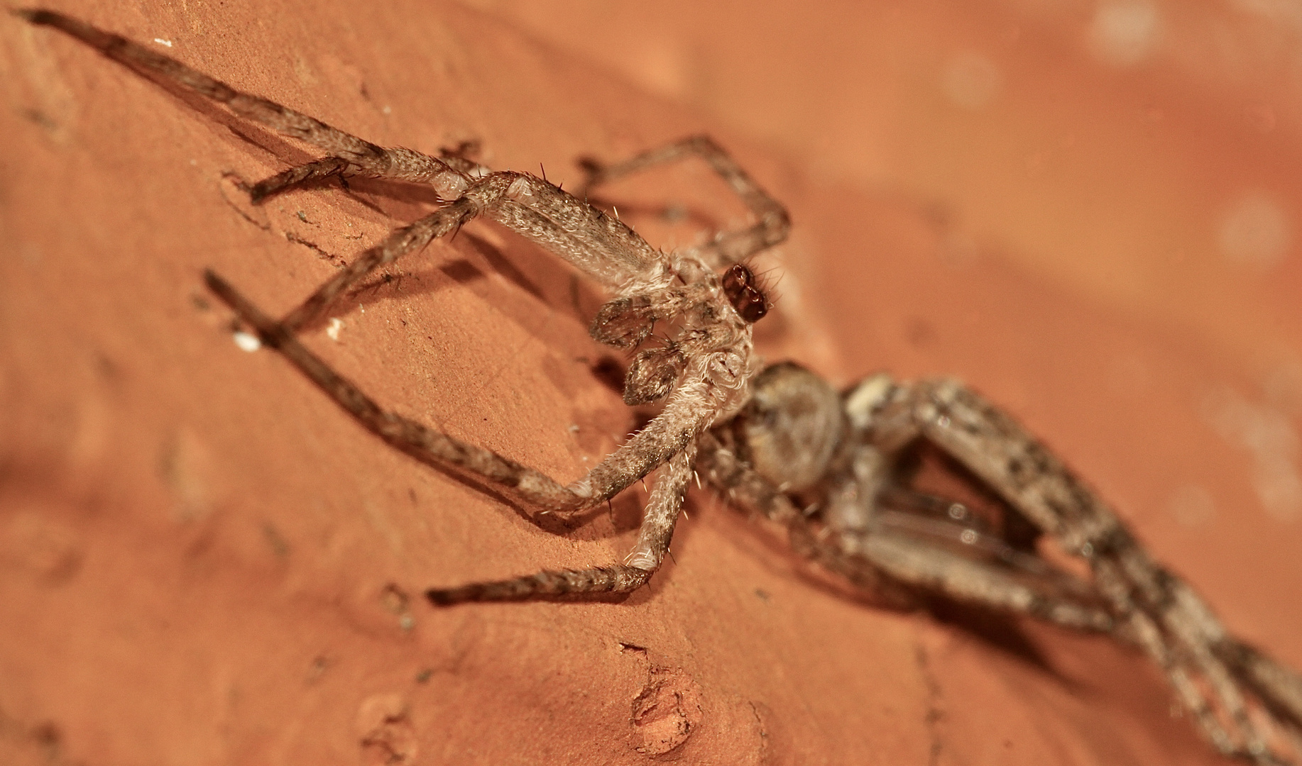 (1) PHILODROMUS MARGARITATUS - Für Anna-Dora Sartorio, unsere "grande dame" der Naturfotografie, ...