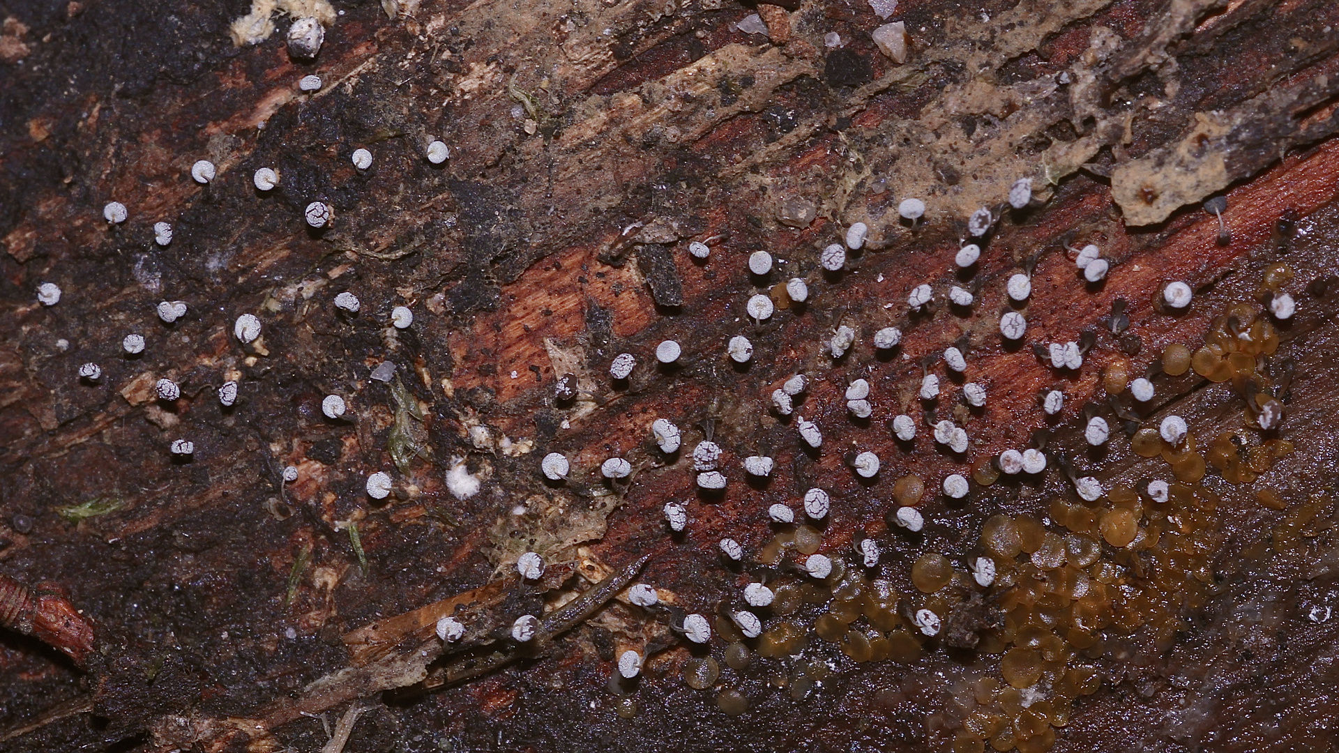 (1) PHYSARUM NUTANS - ein Schleimpilz