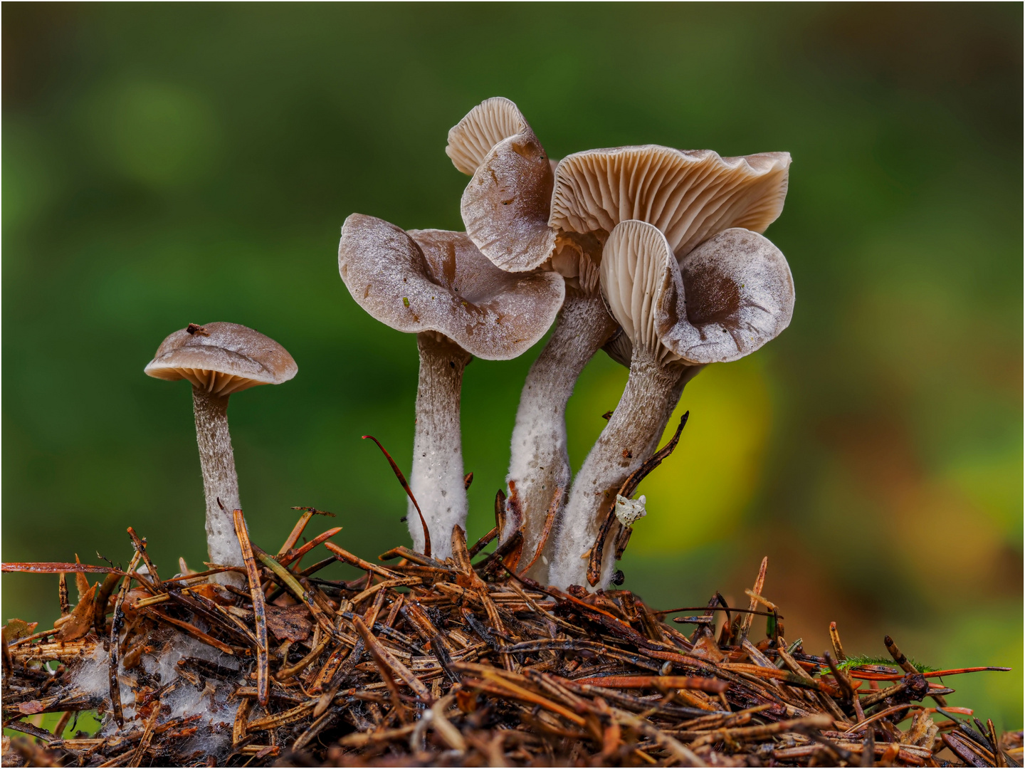 1-plus-3-foto-bild-pflanzen-pilze-flechten-landschaft-pilze
