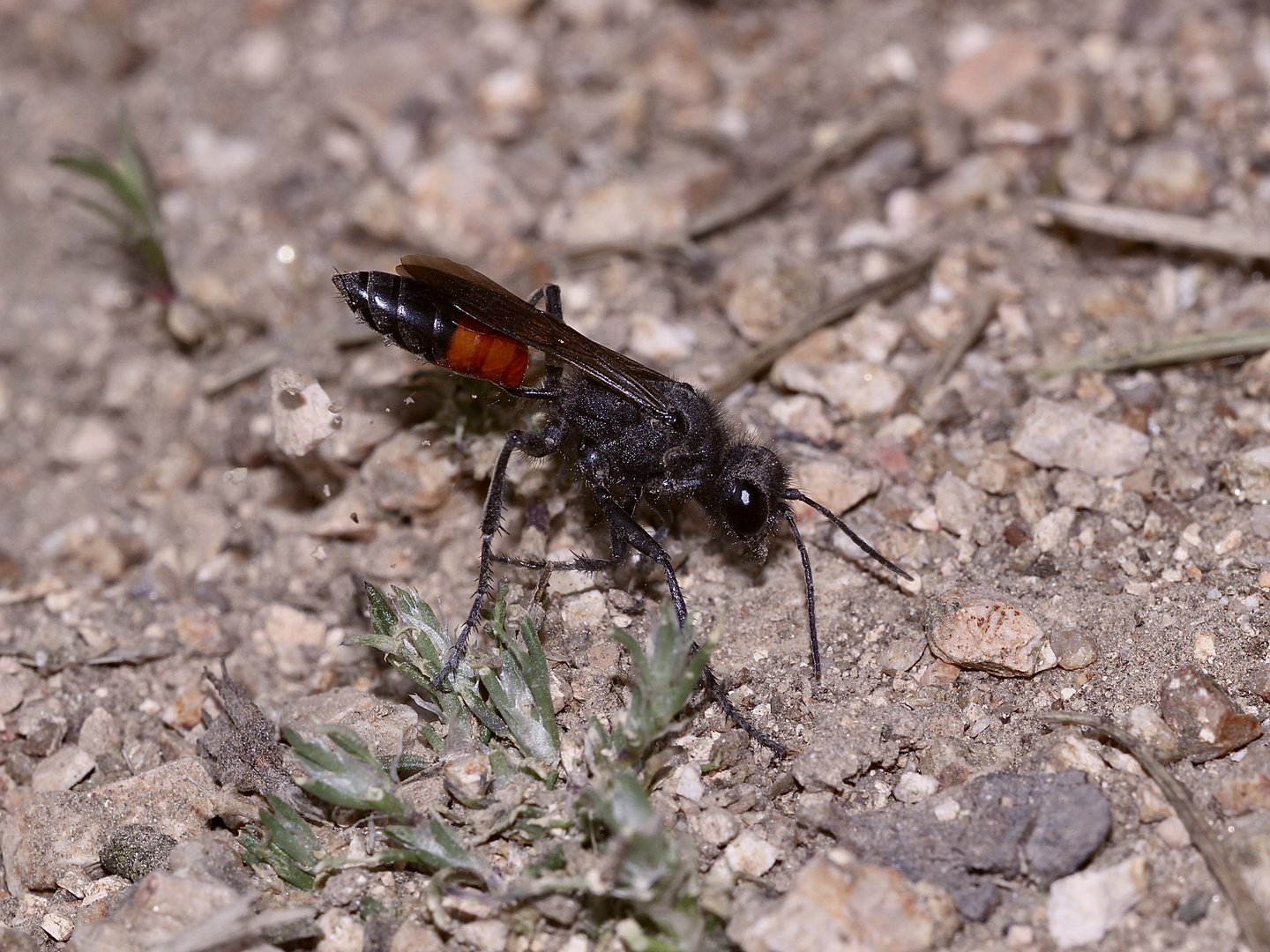 (1) PODALONIA HIRSUTA, eine Grabwespe (Familie Sphecidae)