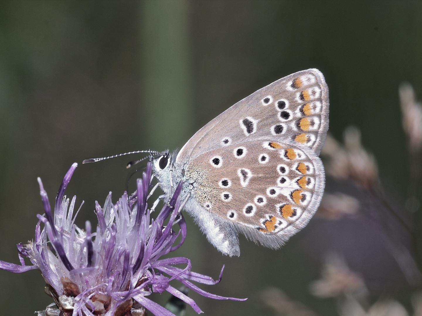 (1) Polyommatus icarus - der Hauhechelbläuling