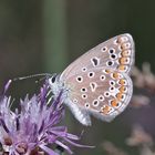 (1) Polyommatus icarus - der Hauhechelbläuling