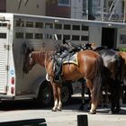 "1-PS-Dienstfahrzeuge" des San Francisco Police Department