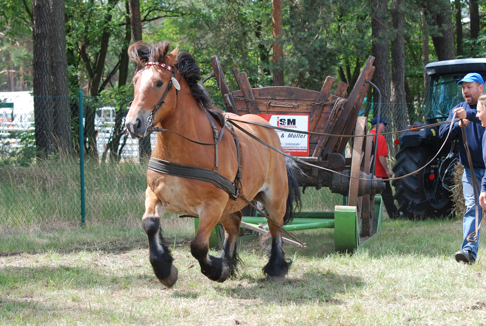 1 PS und 900 kg (2)