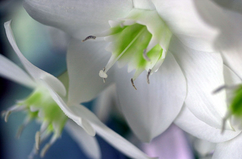 1 p´ti tour dans le jardin 1