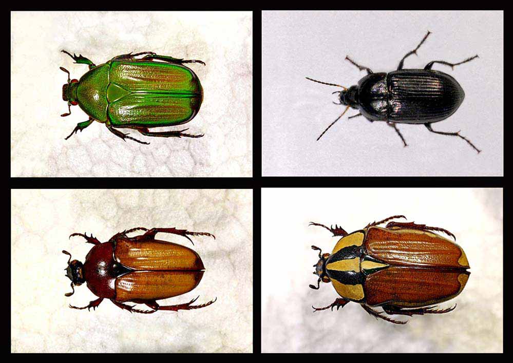 1. Ptychodesthes bicostata, 2. Amara aenea, 3., 4. Gnathocera bilineata roseni  / submarginata