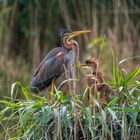 1 Purpurreiher - Elterntier und Jungvögel