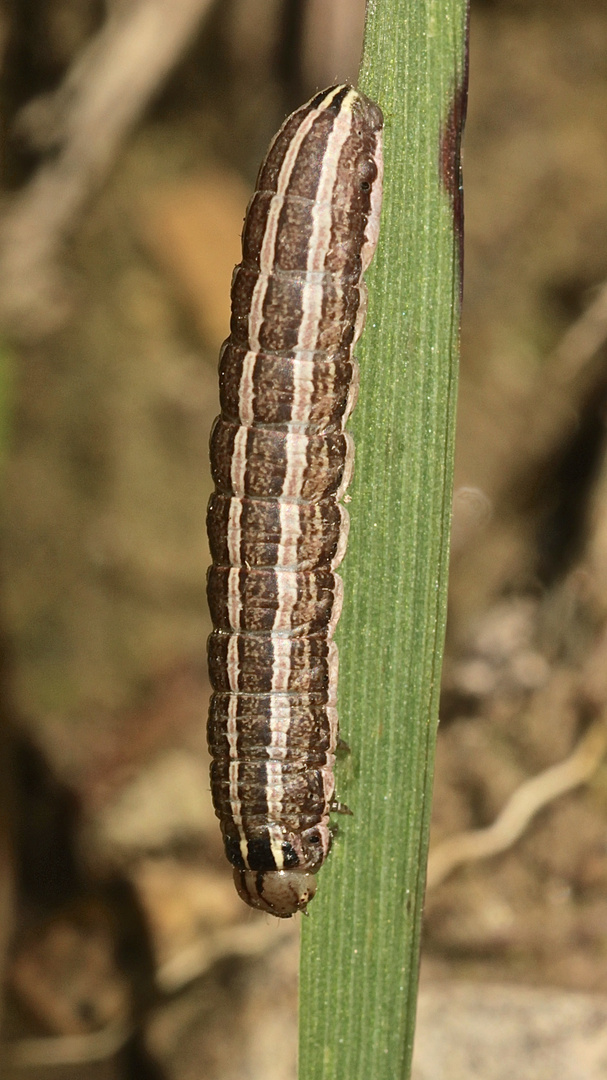 (1) Raupe der Weißgerippten Lolcheule (Tolera decimalis) 