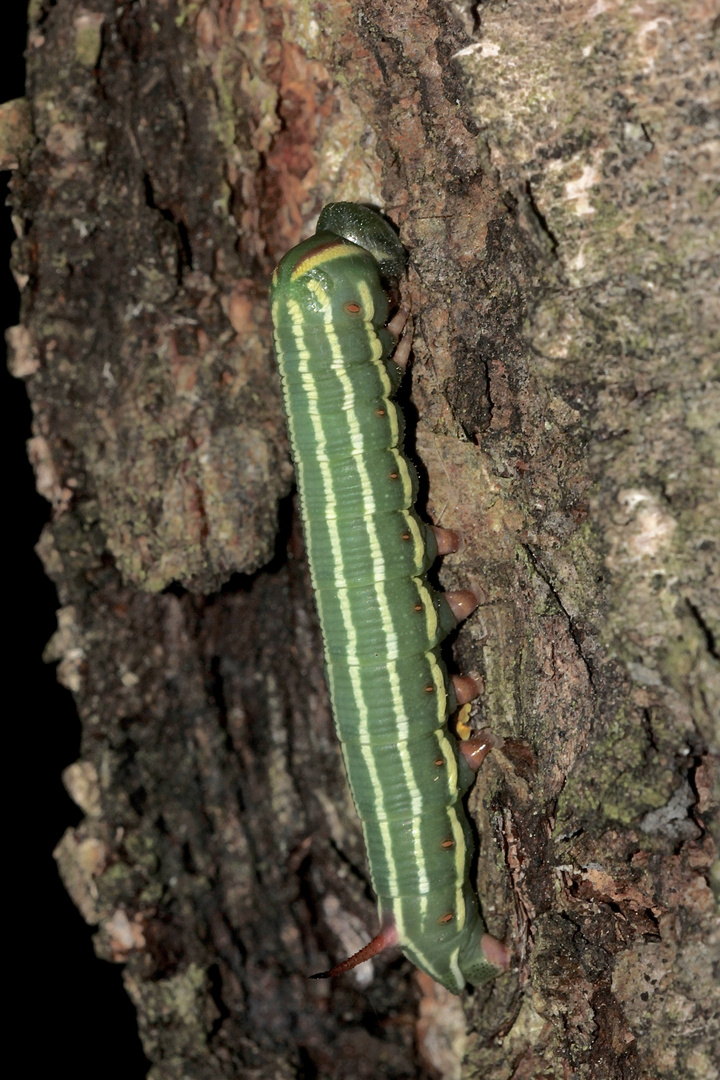 (1) Raupe des Kiefernschwärmers (Sphinx pinastri) - L4